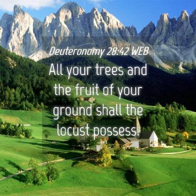 Picture 04 - Deuteronomy 28:42 WEB - All your trees and the fruit of your ground shall - Bible Verse Picture
