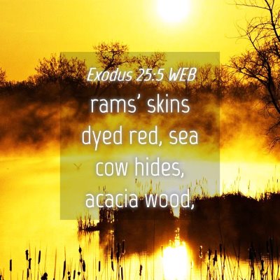 Picture 04 - Exodus 25:5 WEB - rams' skins dyed red, sea cow hides, acacia - Bible Verse Picture