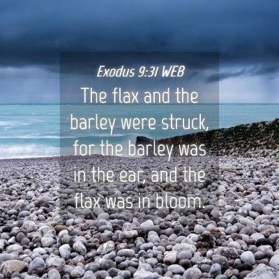 Picture 04 - Exodus 9:31 WEB - The flax and the barley were struck, for the - Bible Verse Picture