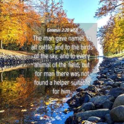 Picture 04 - Genesis 2:20 WEB - The man gave names to all cattle, and to the - Bible Verse Picture