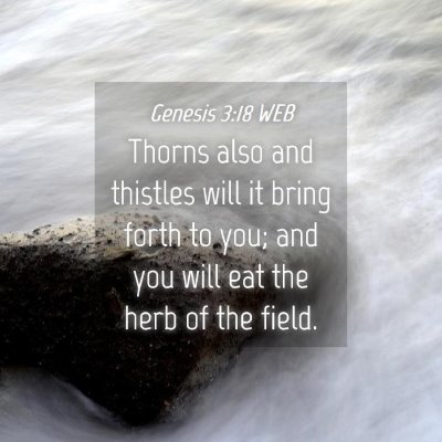 Picture 04 - Genesis 3:18 WEB - Thorns also and thistles will it bring forth to - Bible Verse Picture