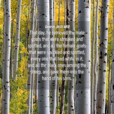 Picture 04 - Genesis 30:35 WEB - That day, he removed the male goats that were - Bible Verse Picture