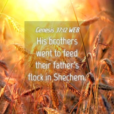 Picture 04 - Genesis 37:12 WEB - His brothers went to feed their father's flock in - Bible Verse Picture