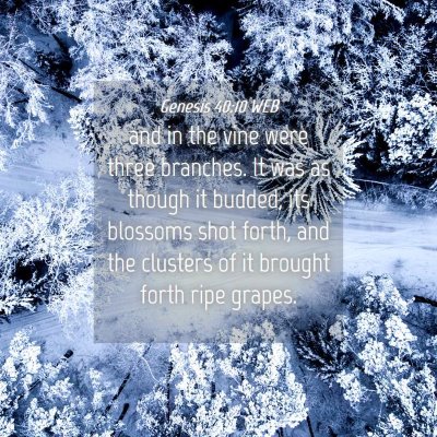Picture 04 - Genesis 40:10 WEB - and in the vine were three branches. It was as - Bible Verse Picture