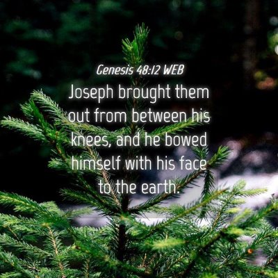 Picture 04 - Genesis 48:12 WEB - Joseph brought them out from between his knees, - Bible Verse Picture
