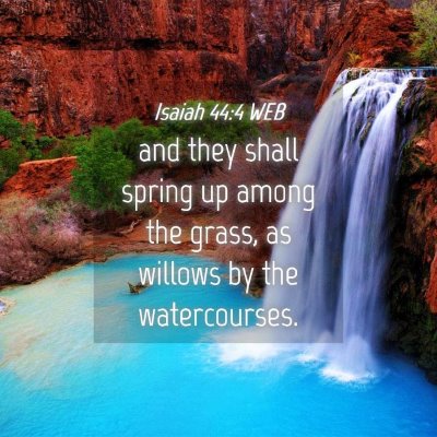 Picture 04 - Isaiah 44:4 WEB - and they shall spring up among the grass, as - Bible Verse Picture