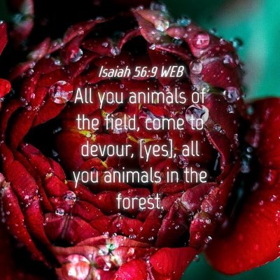 Picture 04 - Isaiah 56:9 WEB - All you animals of the field, come to devour, - Bible Verse Picture