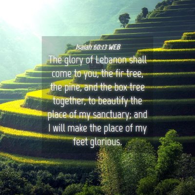 Picture 04 - Isaiah 60:13 WEB - The glory of Lebanon shall come to you, the fir - Bible Verse Picture