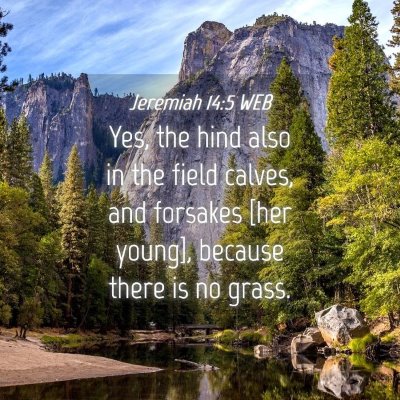 Picture 04 - Jeremiah 14:5 WEB - Yes, the hind also in the field calves, and - Bible Verse Picture