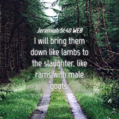 Picture 04 - Jeremiah 51:40 WEB - I will bring them down like lambs to the - Bible Verse Picture
