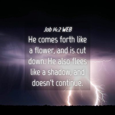 Picture 04 - Job 14:2 WEB - He comes forth like a flower, and is cut down. He - Bible Verse Picture
