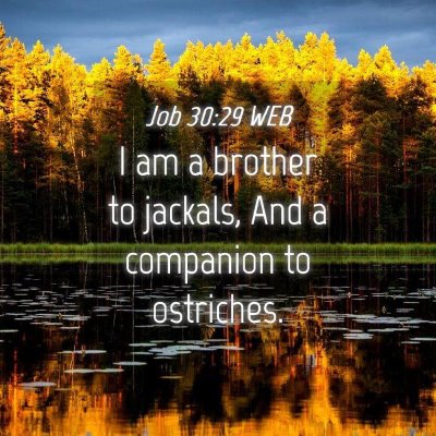 Picture 04 - Job 30:29 WEB - I am a brother to jackals, And a companion to - Bible Verse Picture