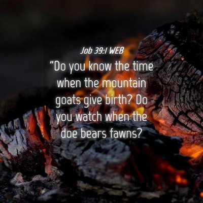 Picture 04 - Job 39:1 WEB - 