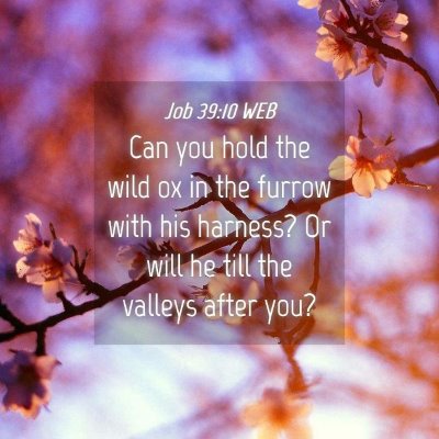 Picture 04 - Job 39:10 WEB - Can you hold the wild ox in the furrow with his - Bible Verse Picture