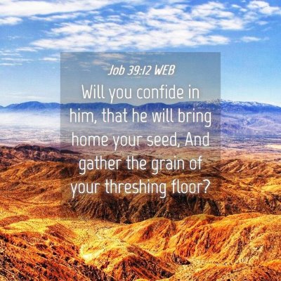 Picture 04 - Job 39:12 WEB - Will you confide in him, that he will bring home - Bible Verse Picture