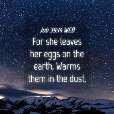 Picture 04 - Job 39:14 WEB - For she leaves her eggs on the earth, Warms them - Bible Verse Picture