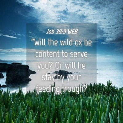 Picture 04 - Job 39:9 WEB - 