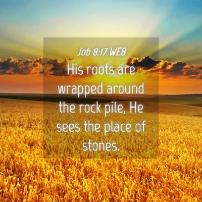 Picture 04 - Job 8:17 WEB - His roots are wrapped around the rock pile, He - Bible Verse Picture