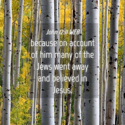 Picture 04 - John 12:11 WEB - because on account of him many of the Jews went - Bible Verse Picture
