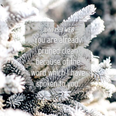 Picture 04 - John 15:3 WEB - You are already pruned clean because of the word - Bible Verse Picture