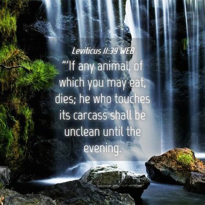 Picture 04 - Leviticus 11:39 WEB - 