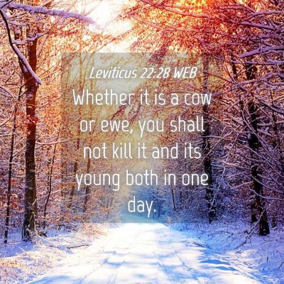 Picture 04 - Leviticus 22:28 WEB - Whether it is a cow or ewe, you shall not kill it - Bible Verse Picture