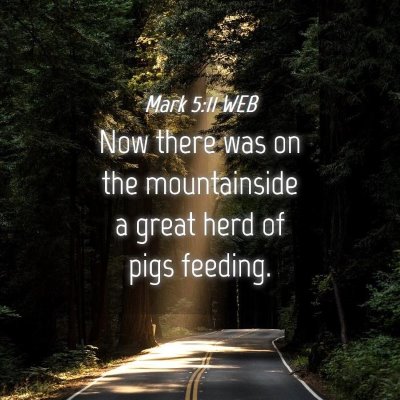 Picture 04 - Mark 5:11 WEB - Now there was on the mountainside a great herd of - Bible Verse Picture