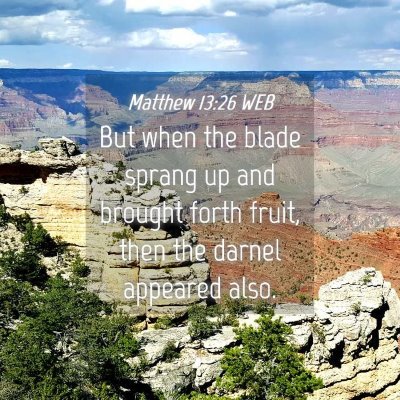 Picture 04 - Matthew 13:26 WEB - But when the blade sprang up and brought forth - Bible Verse Picture