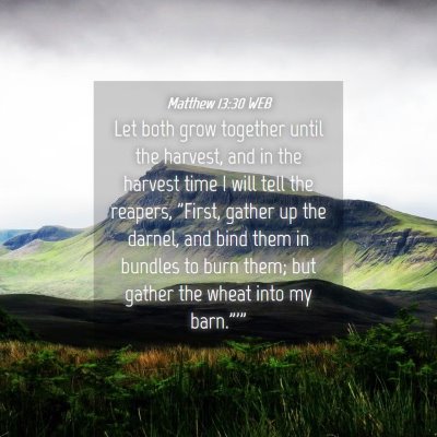 Picture 04 - Matthew 13:30 WEB - Let both grow together until the harvest, and in - Bible Verse Picture