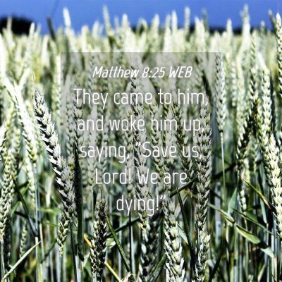 Picture 04 - Matthew 8:25 WEB - They came to him, and woke him up, saying, 