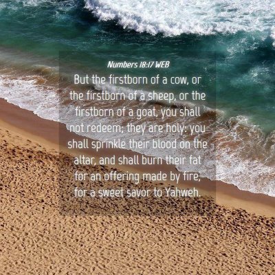 Picture 04 - Numbers 18:17 WEB - But the firstborn of a cow, or the firstborn of a - Bible Verse Picture