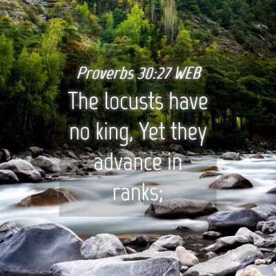 Picture 04 - Proverbs 30:27 WEB - The locusts have no king, Yet they advance in - Bible Verse Picture