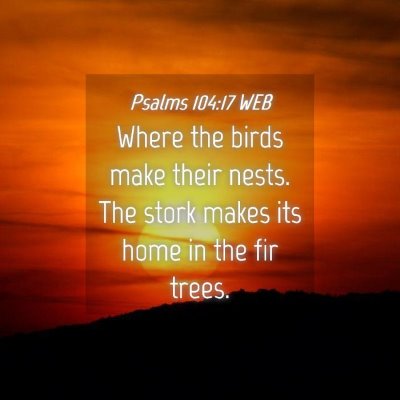 Picture 04 - Psalms 104:17 WEB - Where the birds make their nests. The stork makes - Bible Verse Picture