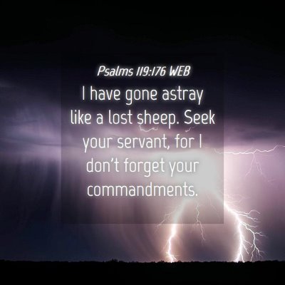 Picture 04 - Psalms 119:176 WEB - I have gone astray like a lost sheep. Seek your - Bible Verse Picture