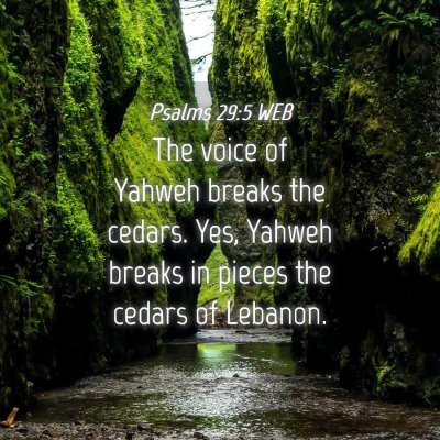 Picture 04 - Psalms 29:5 WEB - The voice of Yahweh breaks the cedars. Yes, - Bible Verse Picture