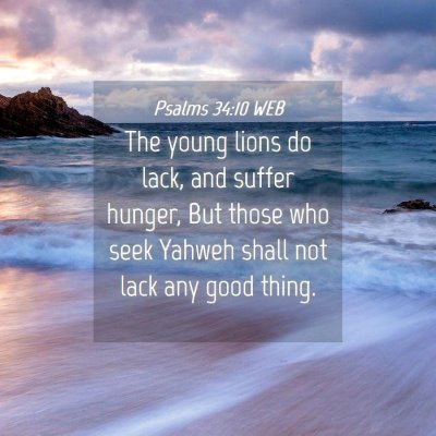 Picture 04 - Psalms 34:10 WEB - The young lions do lack, and suffer hunger, But - Bible Verse Picture