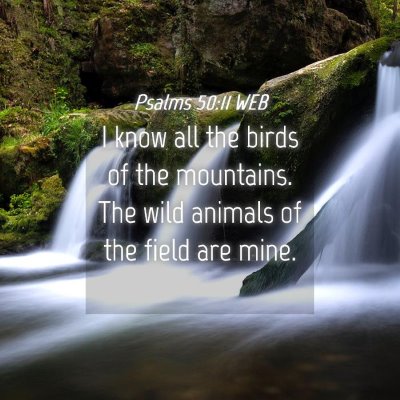 Picture 04 - Psalms 50:11 WEB - I know all the birds of the mountains. The wild - Bible Verse Picture