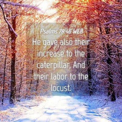 Picture 04 - Psalms 78:46 WEB - He gave also their increase to the caterpillar, - Bible Verse Picture