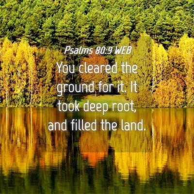 Picture 04 - Psalms 80:9 WEB - You cleared the ground for it. It took deep root, - Bible Verse Picture