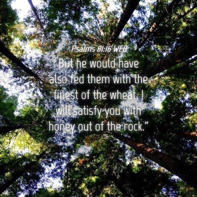 Picture 04 - Psalms 81:16 WEB - But he would have also fed them with the finest - Bible Verse Picture
