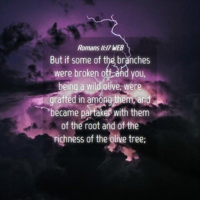 Picture 04 - Romans 11:17 WEB - But if some of the branches were broken off, and - Bible Verse Picture