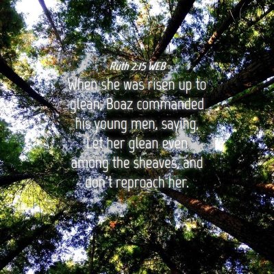 Picture 04 - Ruth 2:15 WEB - When she was risen up to glean, Boaz commanded - Bible Verse Picture