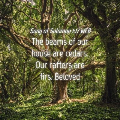 Picture 04 - Song of Solomon 1:17 WEB - The beams of our house are cedars. Our rafters - Bible Verse Picture