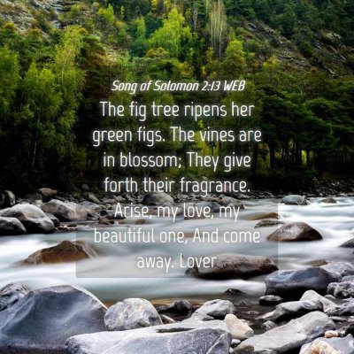Picture 04 - Song of Solomon 2:13 WEB - The fig tree ripens her green figs. The vines are - Bible Verse Picture