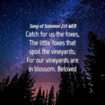 Picture 04 - Song of Solomon 2:15 WEB - Catch for us the foxes, The little foxes that - Bible Verse Picture
