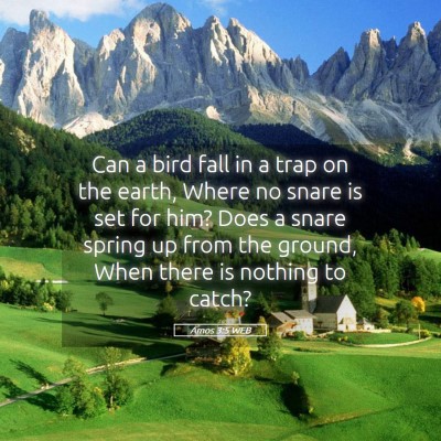 Picture 05 - Amos 3:5 WEB - Can a bird fall in a trap on the earth, Where no - Bible Verse Picture