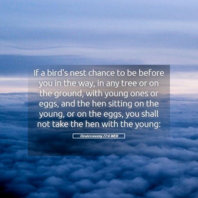 Picture 05 - Deuteronomy 22:6 WEB - If a bird's nest chance to be before you in the - Bible Verse Picture