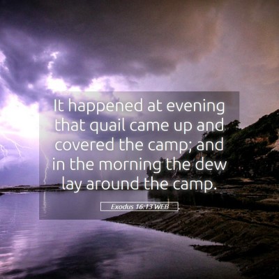 Picture 05 - Exodus 16:13 WEB - It happened at evening that quail came up and - Bible Verse Picture