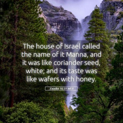Picture 05 - Exodus 16:31 WEB - The house of Israel called the name of it Manna, - Bible Verse Picture
