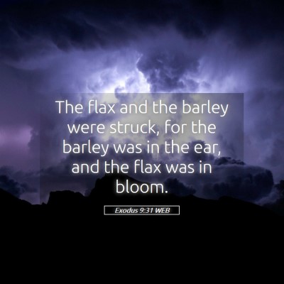 Picture 05 - Exodus 9:31 WEB - The flax and the barley were struck, for the - Bible Verse Picture